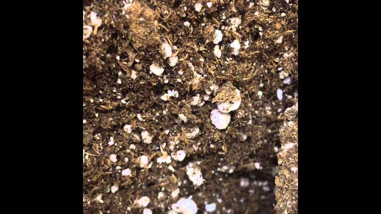 Набор Doc buds HiBrix
