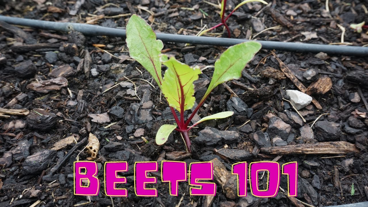Beets 101 / Beet Growing Guide / How to Grow Beats / When to Harvest Beats /