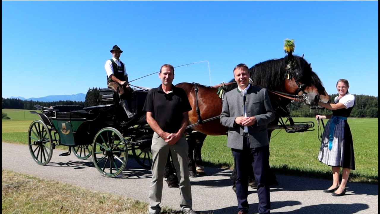 Zwei neue Kaltblut-Pferde - Stadt Traunstein setzt Tradition fort
