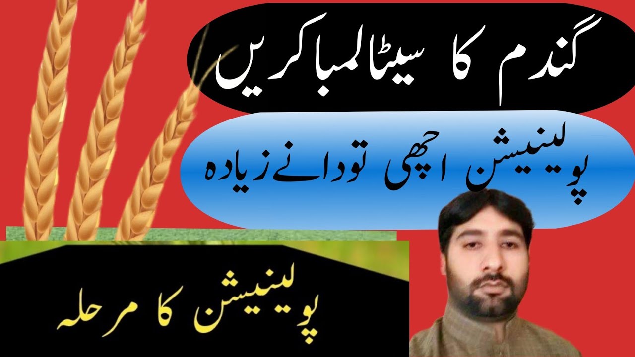 Wheat crop care at pollination stage | Wheat crop on flowering stag|Hafiz Nadeem pro-Tips