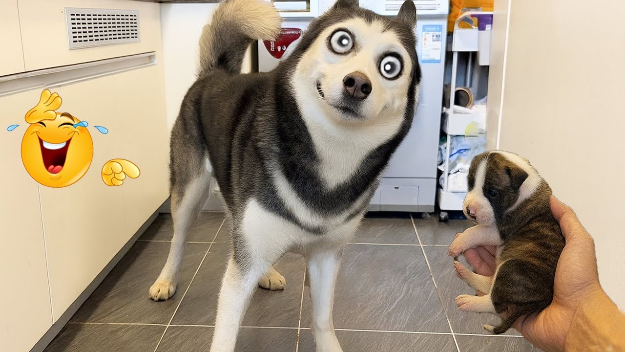 WHEN DOGS SUDDENLY GO CRAZY 😂🐶 | FUNNY DOG MOMENTS COMPILATION #2