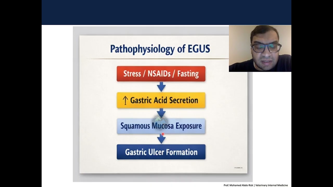 Equine Gastric Ulcer Syndrome (EGUS) | Causes, Clinical Signs & Diagnosis
