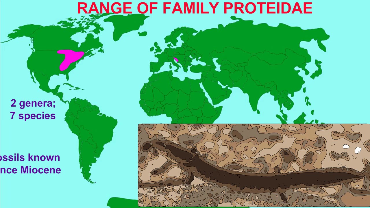 FAMILIES IN THE SUBORDER SALAMANDROIDEA