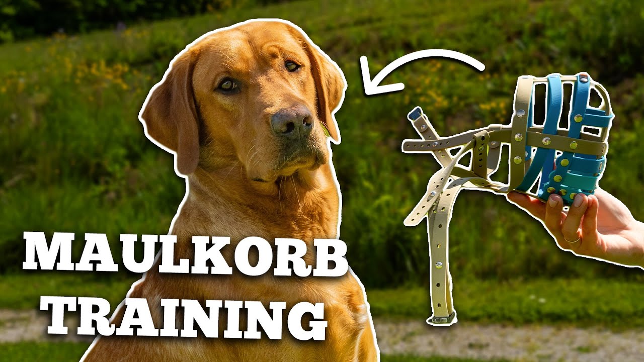 Maulkorbtraining: Hund in 5 SCHRITTEN an einen Maulkorb gewöhnen