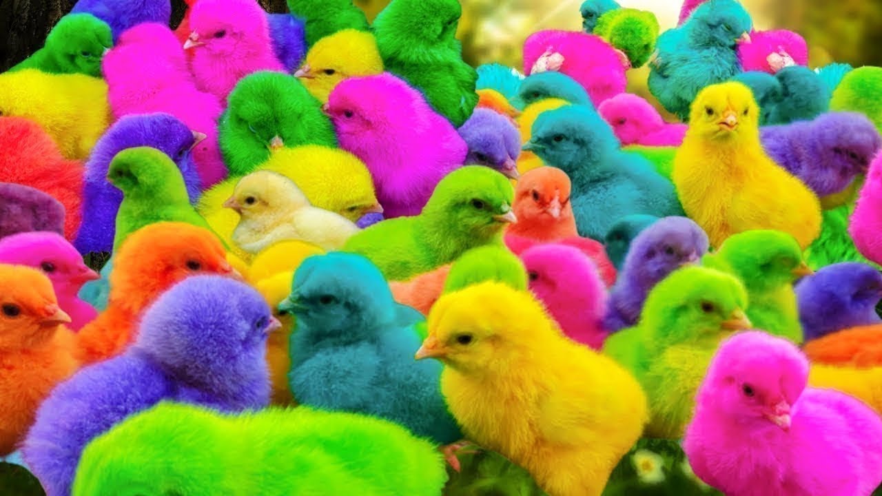 Tangkap Ayam Lucu, ayam warna warni, ayam rainbow, kelinci lucu, bebek lucu, ikan koi, Hewan Lucu