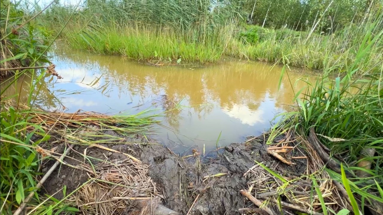 🌊 Beaver Dam Taken Down – Hidden Blockage in the Reeds Cleared!