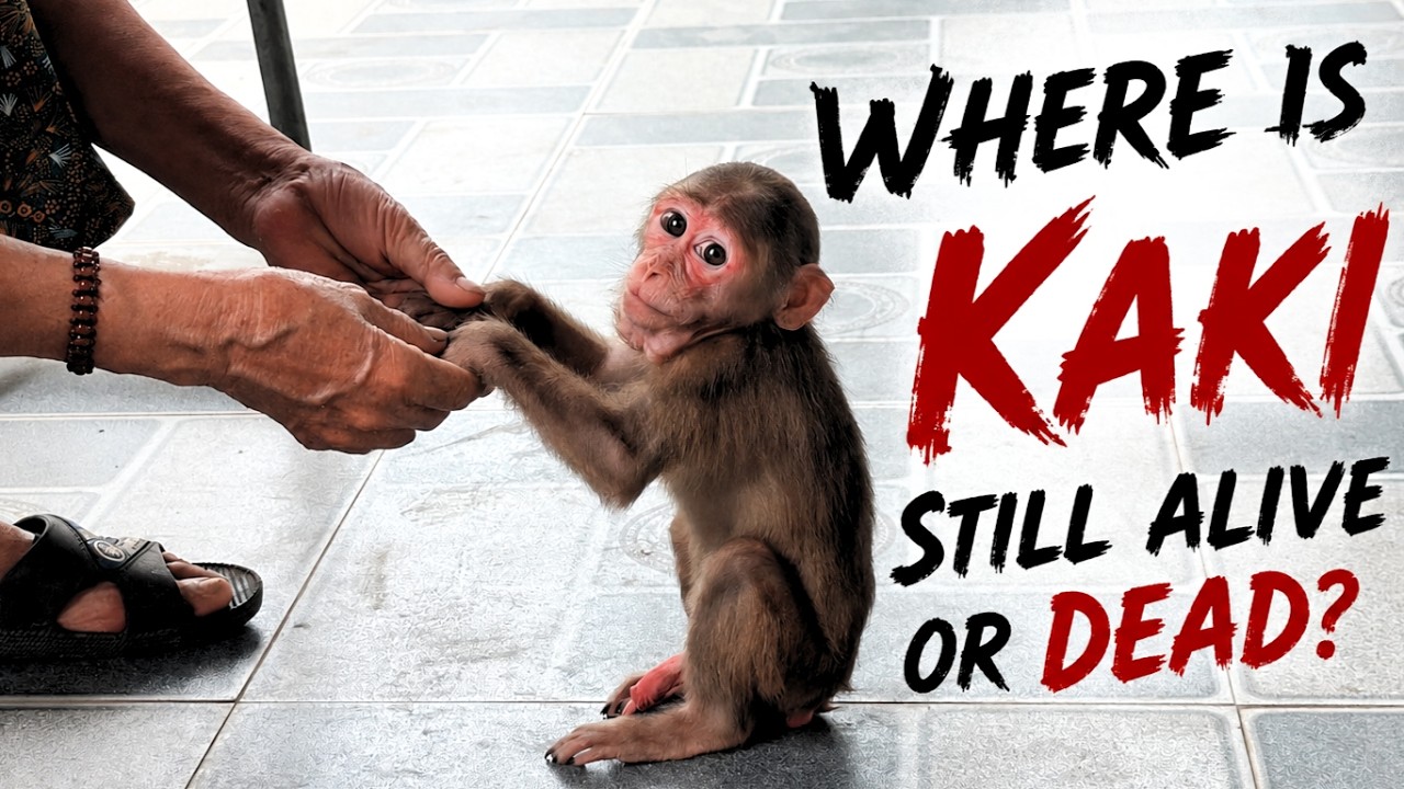 Don't ask where the baby monkey Kaki is, whether it's alive or dead?