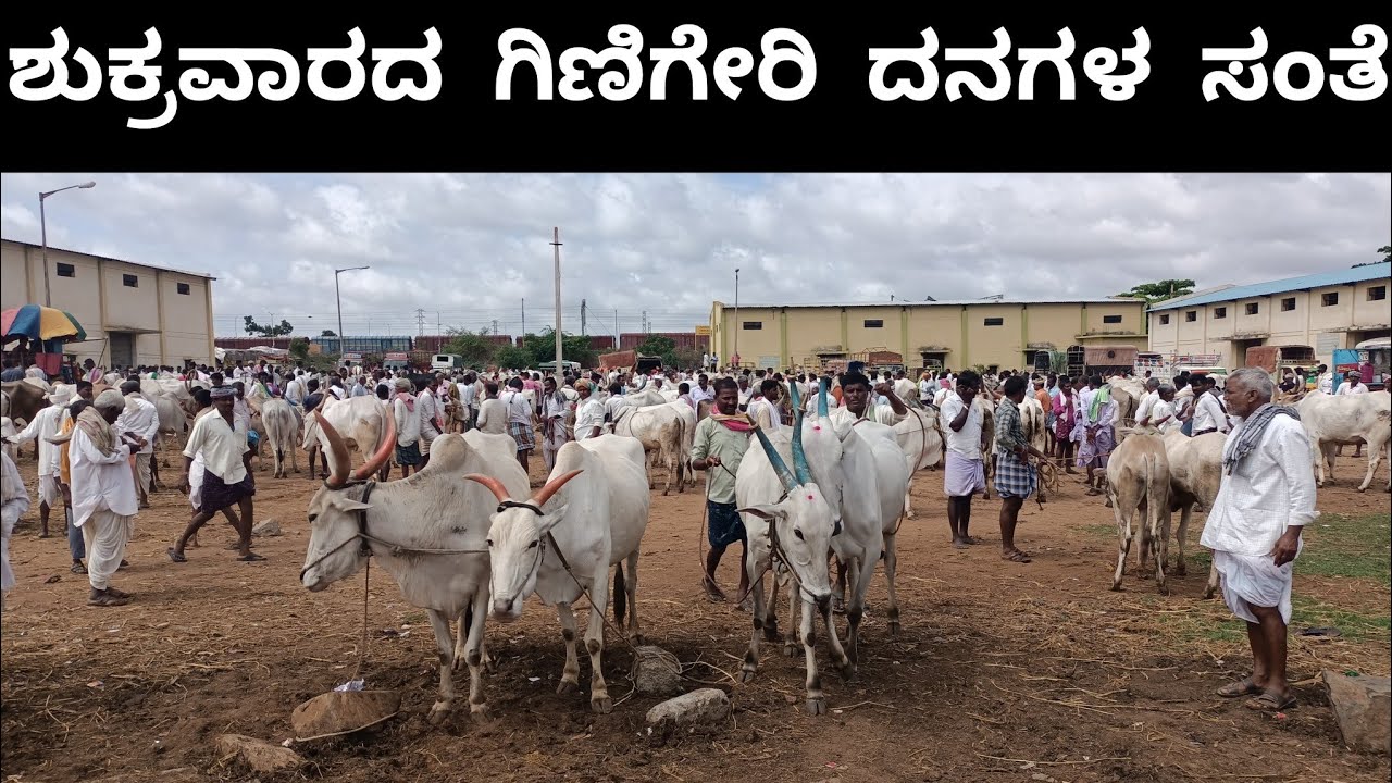 ಗಿಣಿಗೇರಿ ದನಗಳ ಸಂತೆ | GINIGERI COW MARKET | CATTLE MARKET |