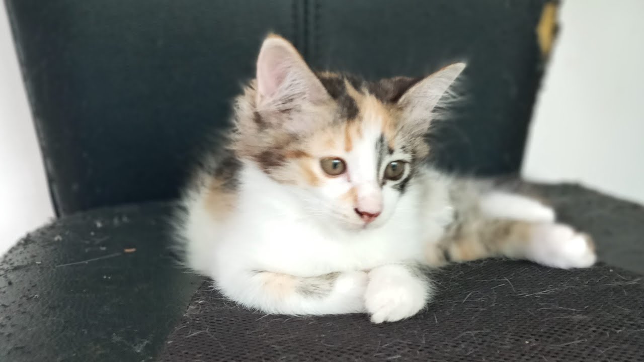Time Machine Cats !!!! Longest Daily Cat's Story