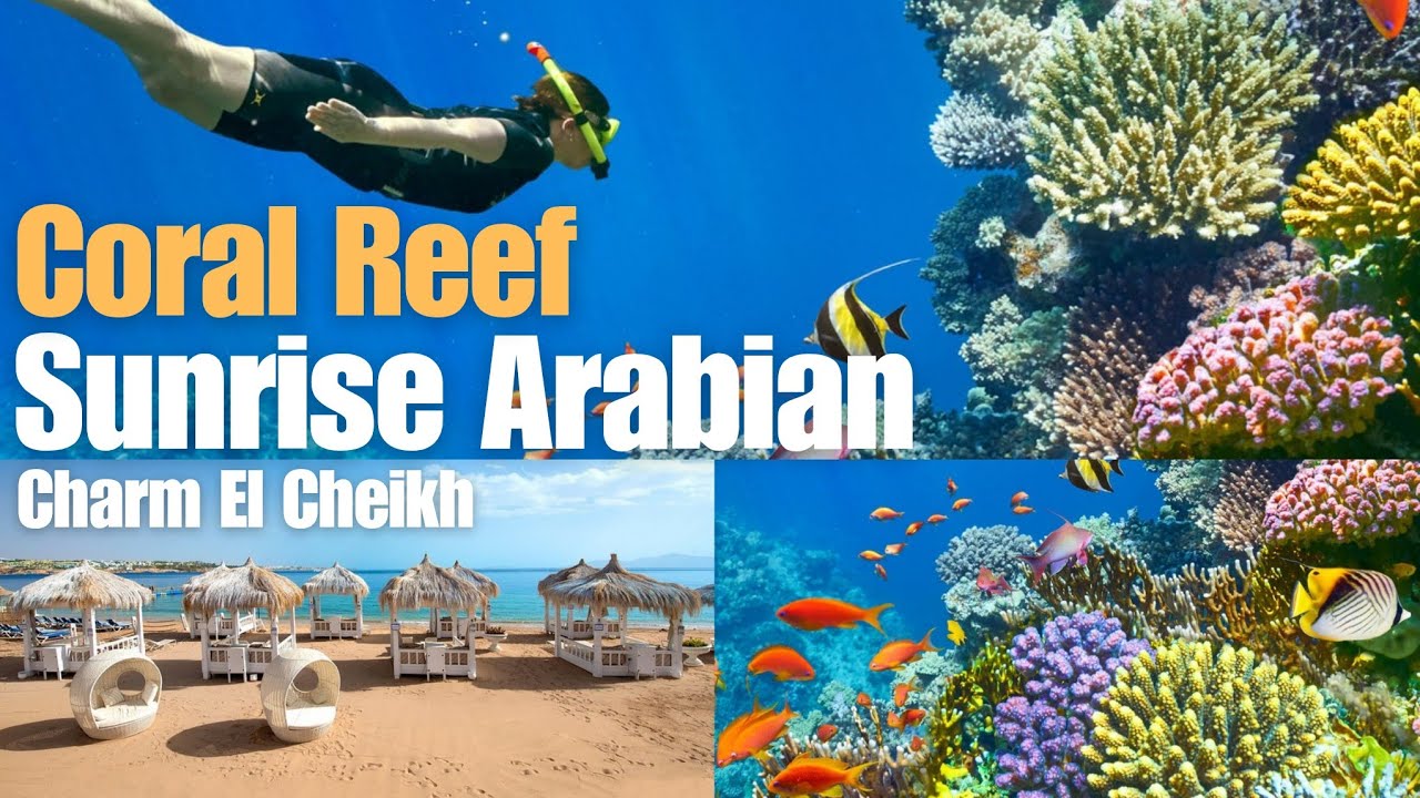 Sunrise Arabian Beach Resort: Stunning Coral Reef Snorkeling (Fish & Colors!)