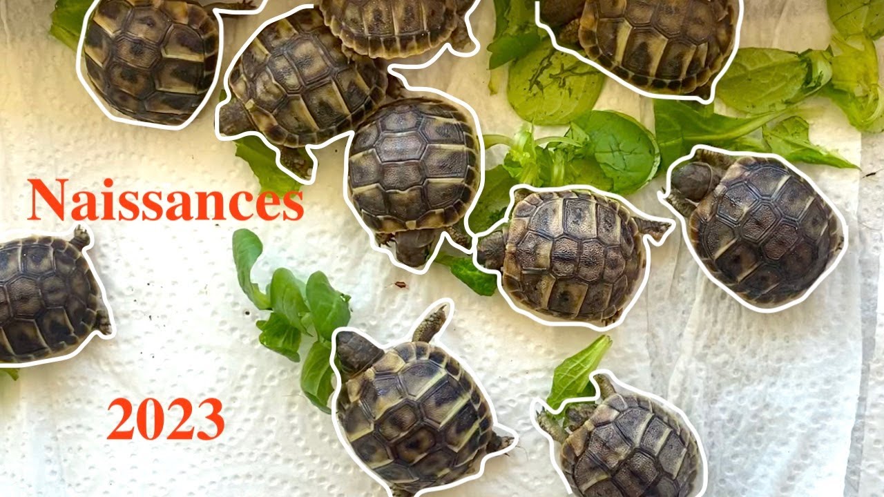 Mes Naissances 2023 Tortues Hermann