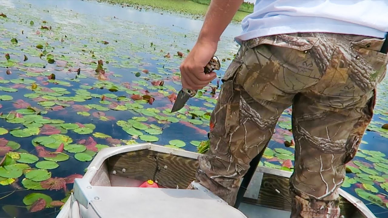 GIANT ALLIGATOR SPOTTED!!