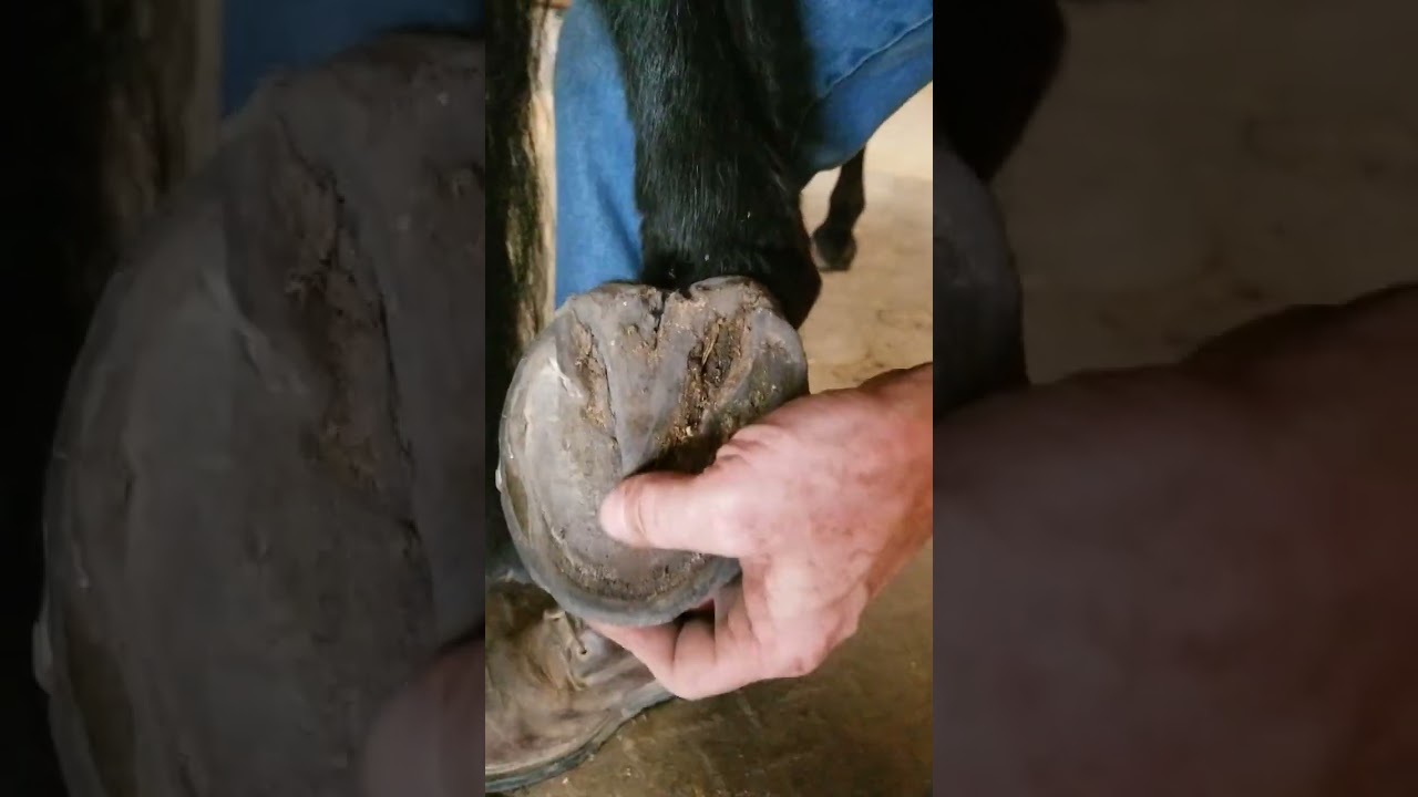 Cleaning and treatment of hoofwall separations for an owner.