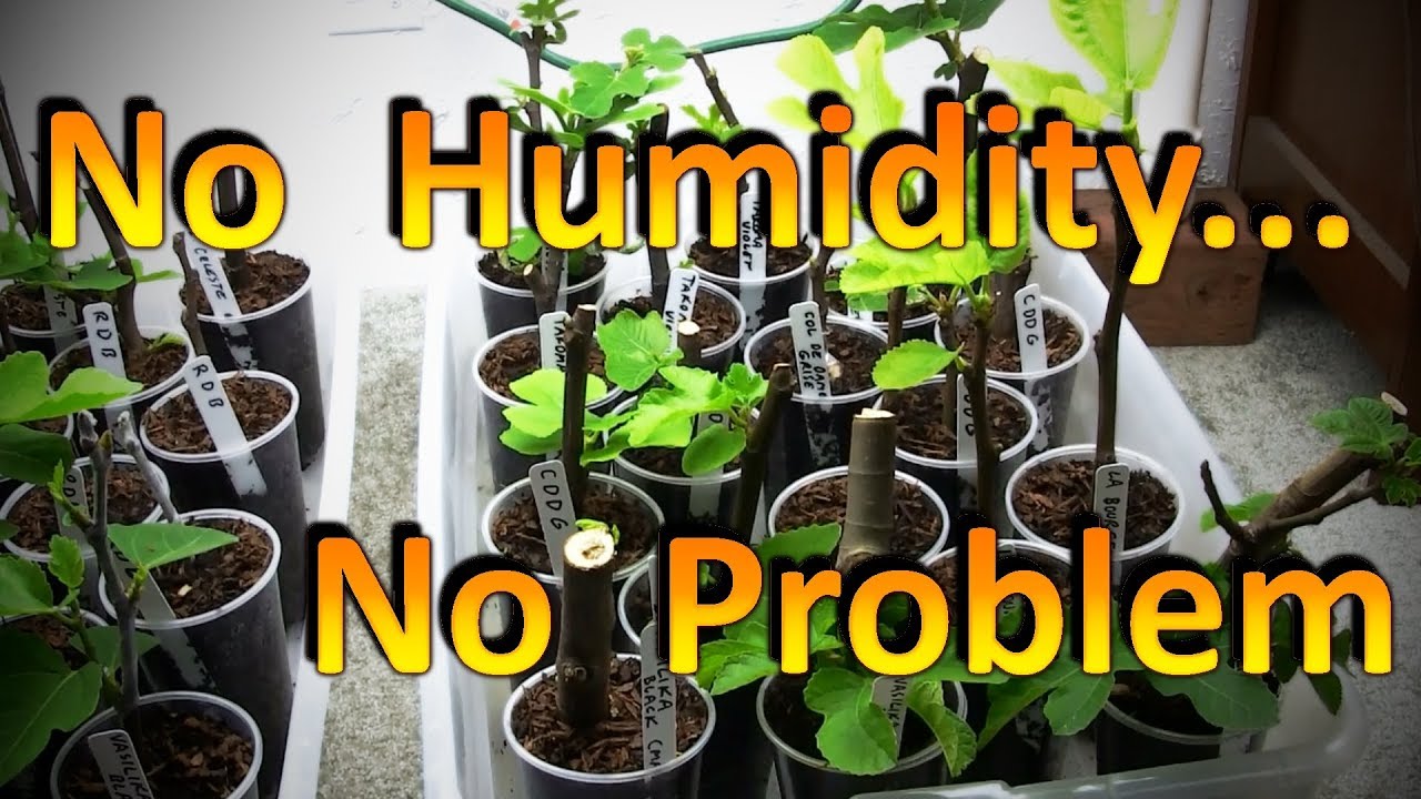 The New Fig Cuttings are Rooting Well Without a Humidity Chamber | Part 2