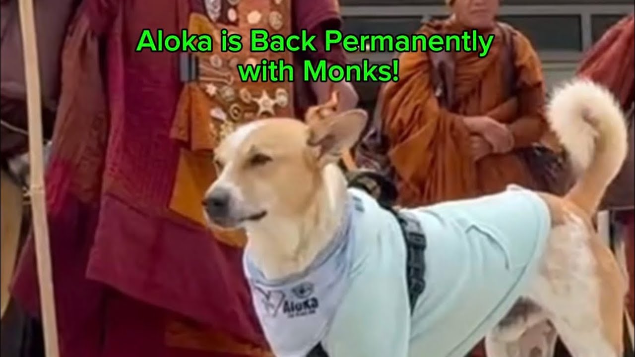 Aloka Is Back with the Monks Permanently | Walk for Peace Update