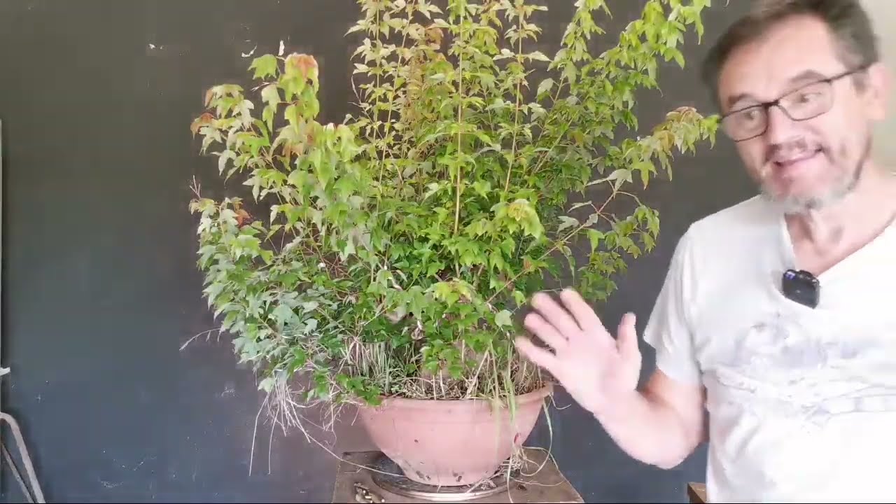 Érable trident (Acer buergerianum)