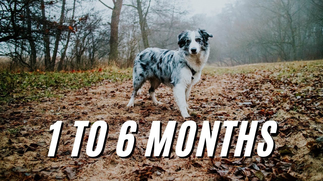 Border Collie puppy - 8 weeks to 6 months
