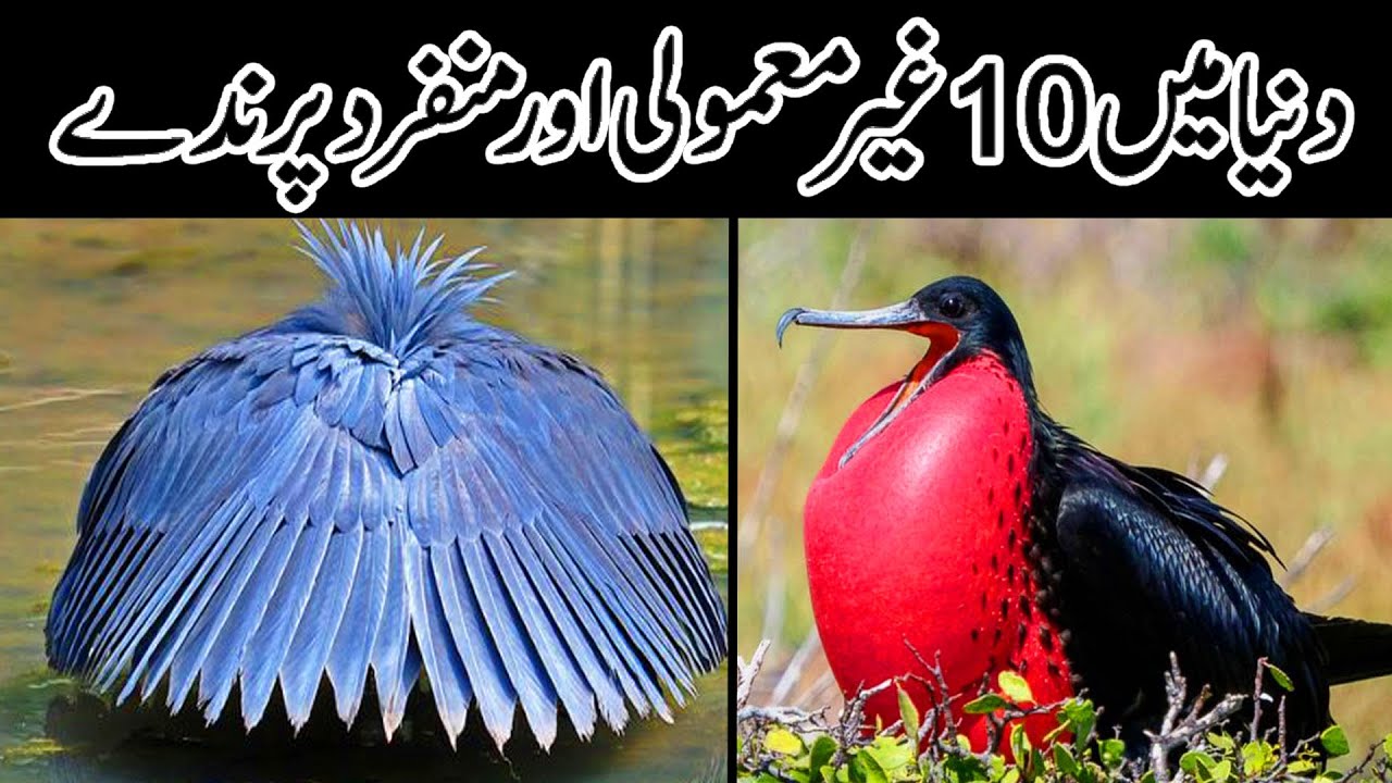 10 Unusual and Unique Birds in The World | دنیا میں 10 غیر معمولی اور منفرد پرندے | World Talent