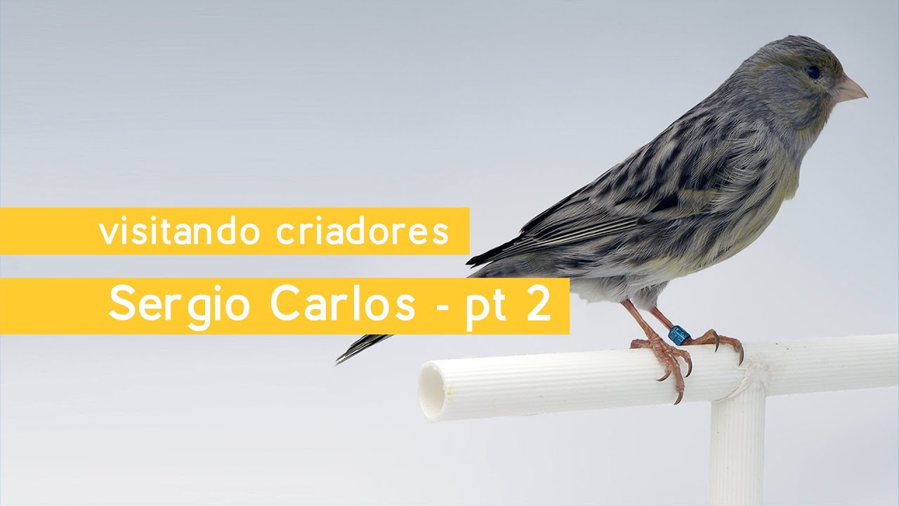 Visitando Criadores - Sérgio Carlos - Canários de Cor - Ágata Pastel & Canela Cobalto - Parte 2