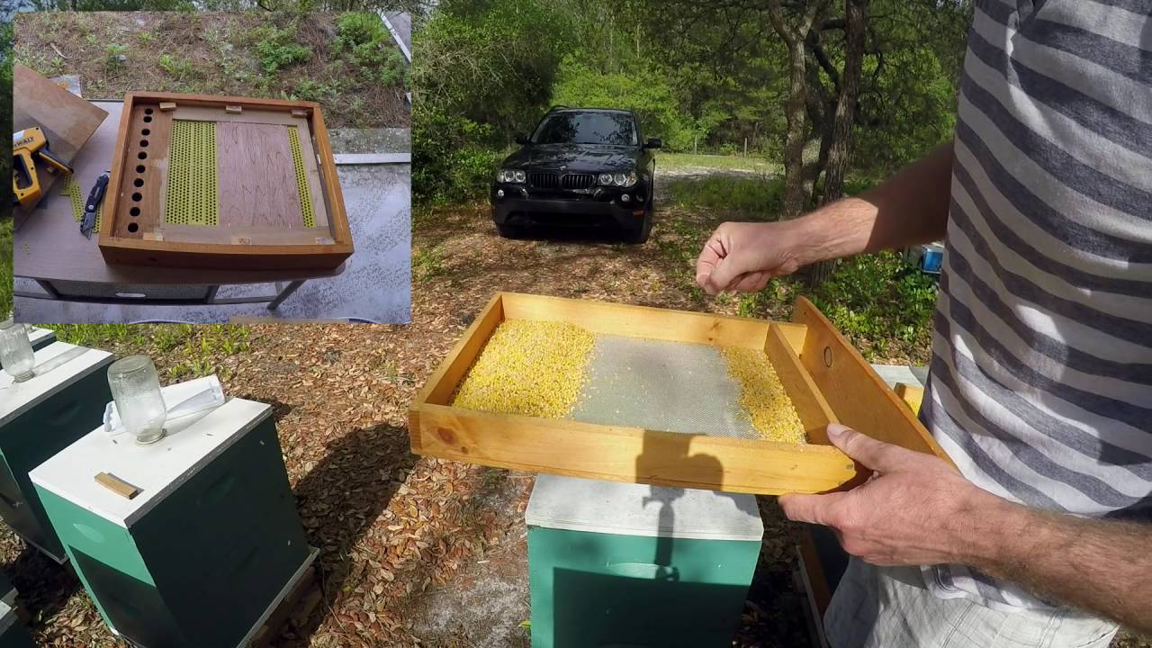 Collecting bee pollen
