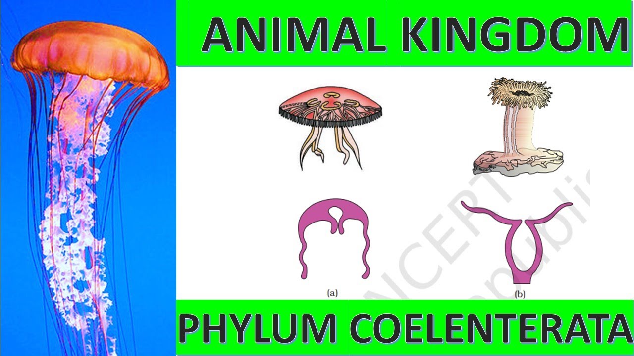 Phylum Coelenterata or Cnidaria: Class 11 (Biology)