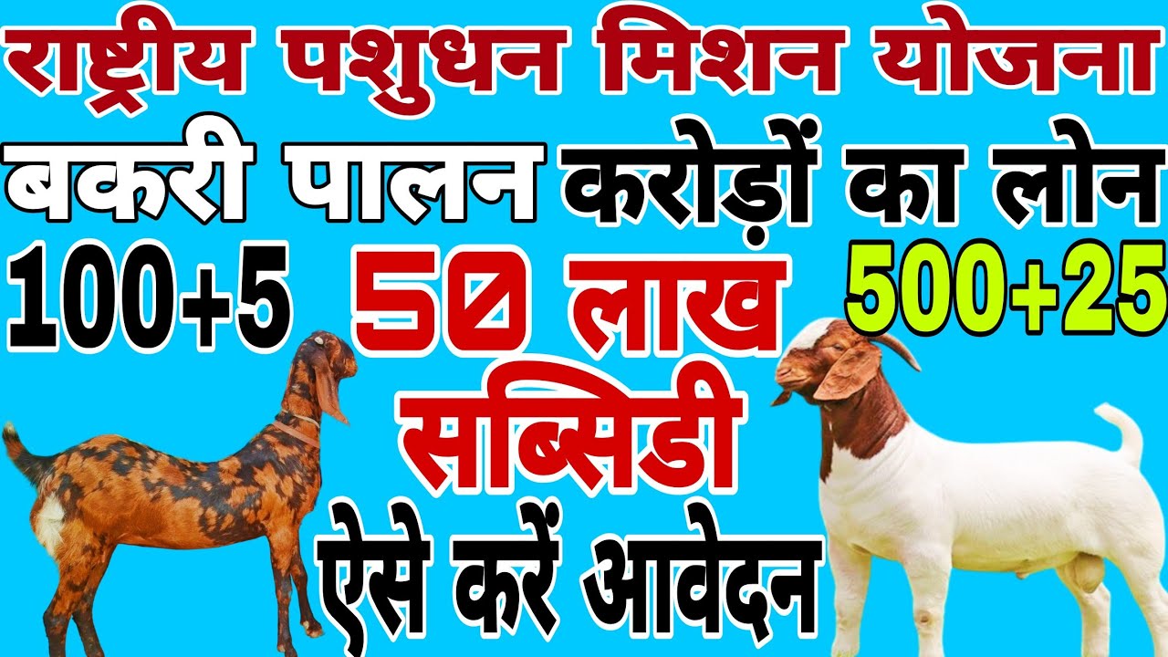 #NLM Goat Subsidy Scheme 👍Bank Loan through NLM राष्ट्रीय पशुधन मिशन स्कीम से बकरी पालन लोन कैसे लें