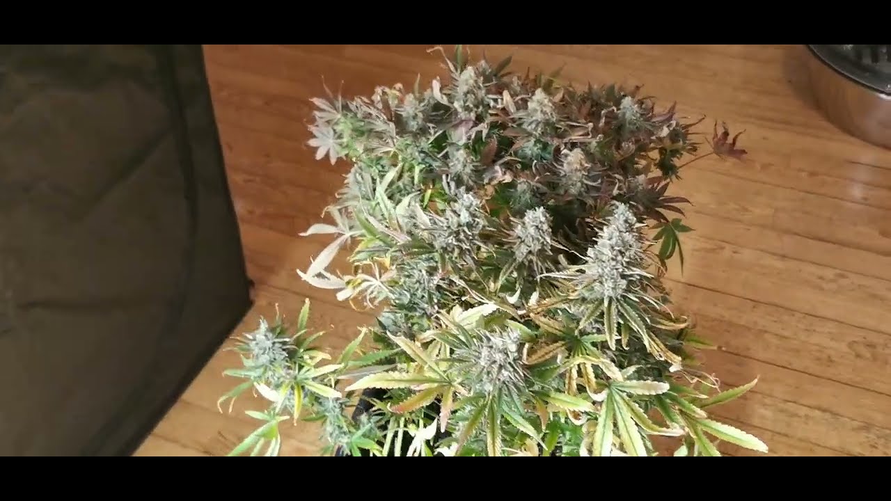 JOUR J c'est la r&eacute;colte des LED 600W culture indoor cannabis