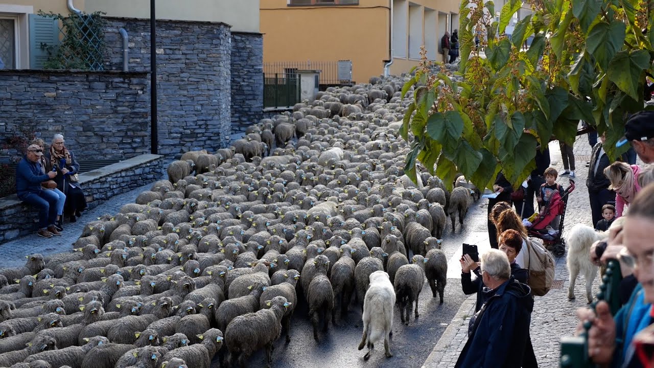 La Démontagnée Gourmande, un évènement festif autour de la descente des alpages
