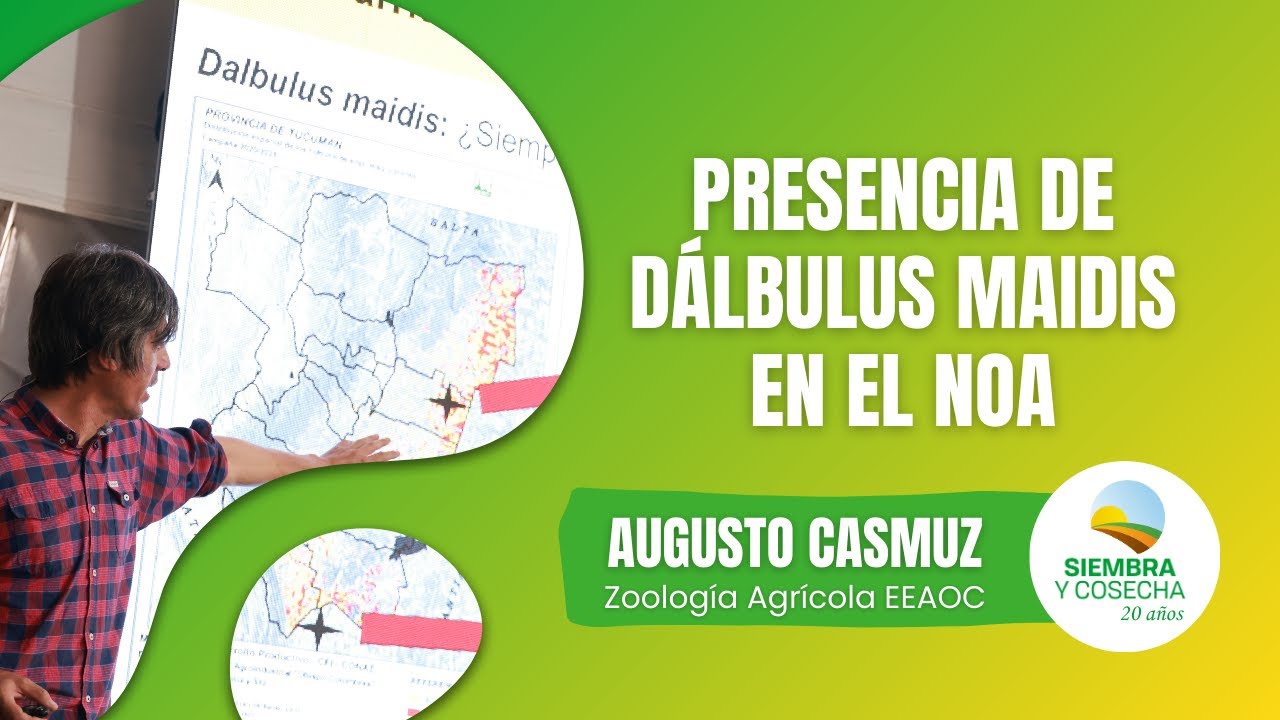 SIEMBRA Y COSECHA TV: Presencia de Dalbulus maidis en la región NOA