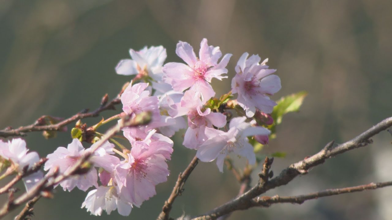 冬の始まり「立冬」　桜山公園で冬桜が開花　群馬・藤岡市(25/11/07)