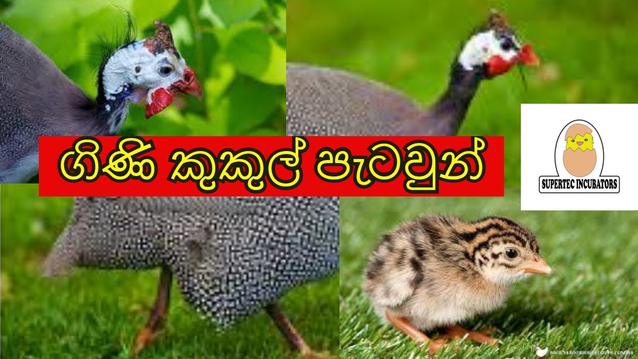 ගිණි කුකුල් පැටවුන් ඉපදීම. guinea fowl Hatching At Supertec incubators(pvt) Ltd.