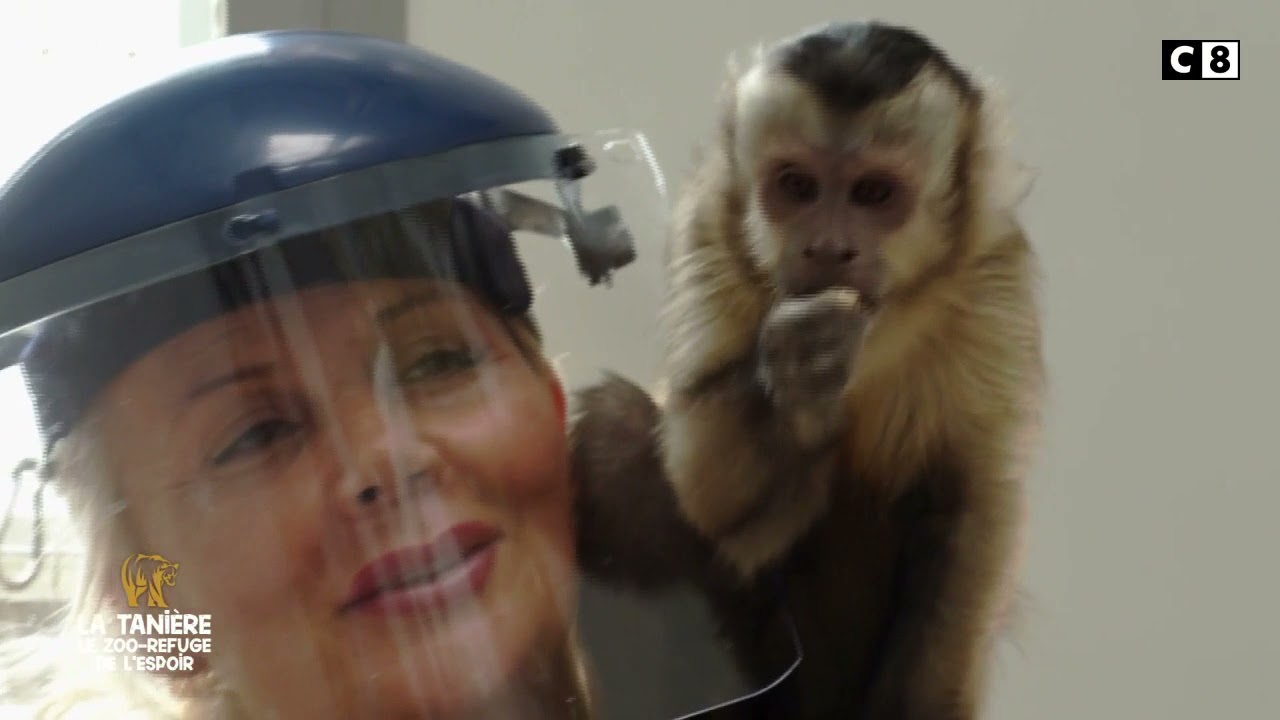 Winston, le petit capucin rescapé d'un trafic animal -  La Tanière le Zoo-Refuge de l’espoir