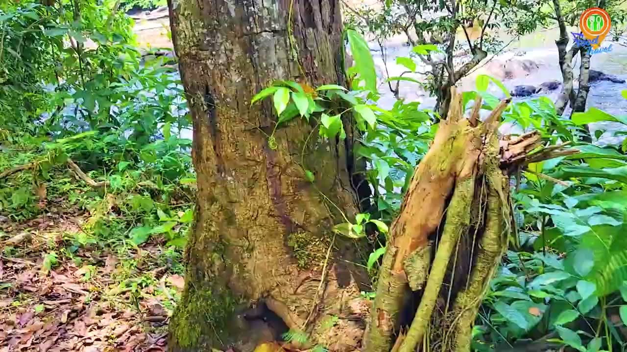 Mozes Kreek | West Suriname | 2024 | Sipaliwini | Food And Travel