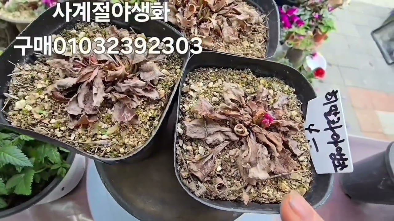 사계절야생화 구매01032392303.#분홍리스본묵은주.팔중피기 겹해당화.무스카리.이와가가미.청사초롱.영국앵초.히말라야앵초..예준화분            