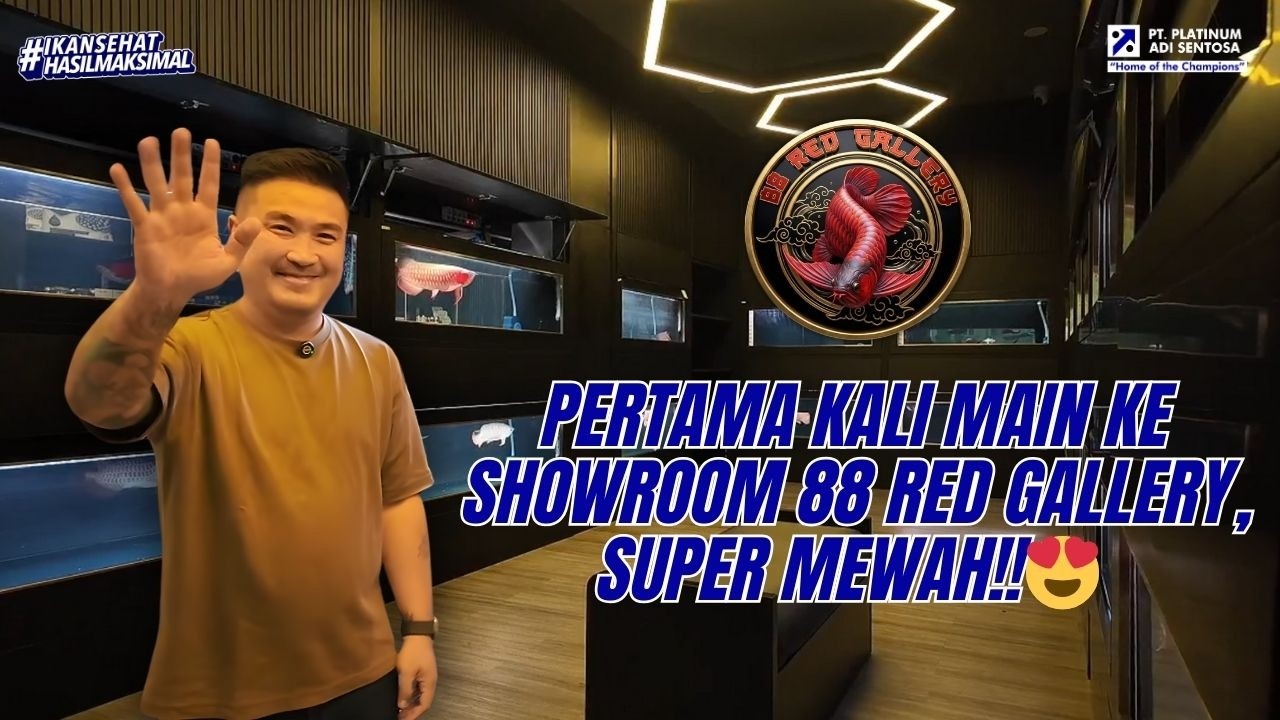 GILA SIH… SHOWROOM ARWANA SEMEWAH INI ADA DI INDONESIA?! | @88 Pet Gallery