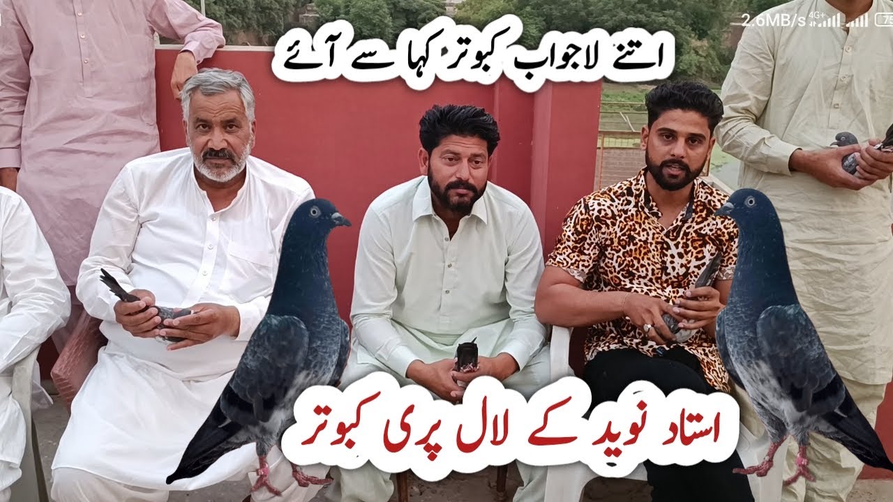 Origional Laal Pari Pigeons | Ustad Mian Nazeer Marhom Waly Lal Pari Kabootar