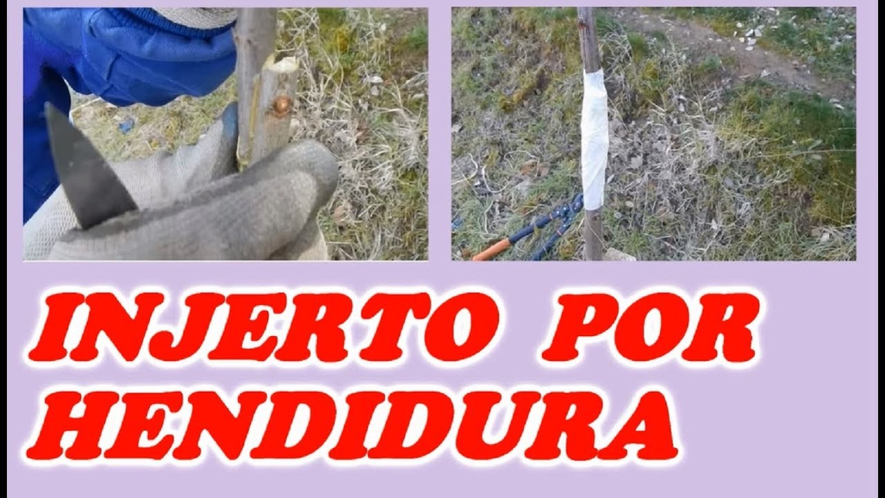 Injertar un Ciruelo con Hendidura Simple  Solo con una P&uacute;a // Todo Huerta y Jard&iacute;n