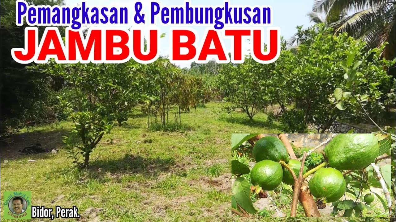 PEMANGKASAN & PEMBUNGKUSAN JAMBU BATU