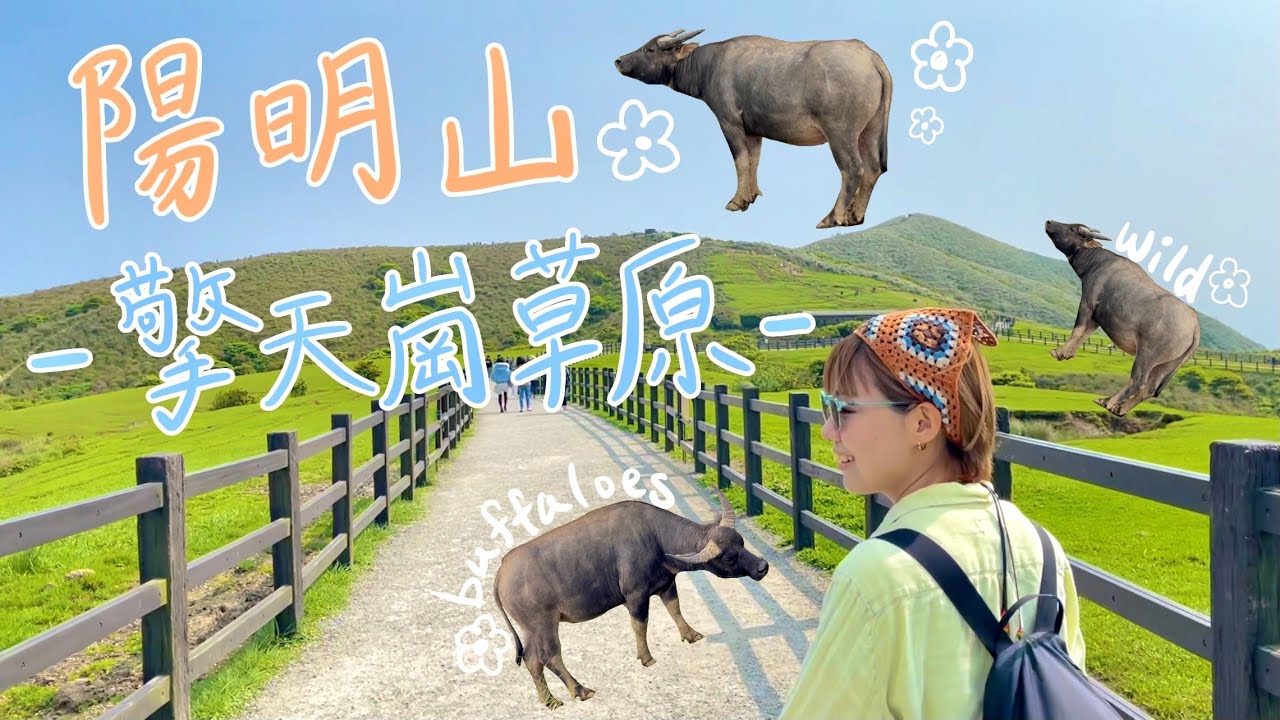 Qingtiangang Yangmingshan Taipei Taiwan Travel Vlog || 擎天崗草原 陽明山 水牛 日本人在台灣 || 台北 台湾 新婚夫婦の週末