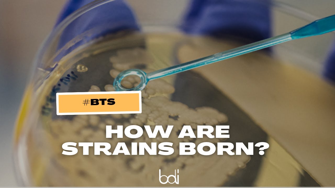 BTS: Strain Development. How are strains born?