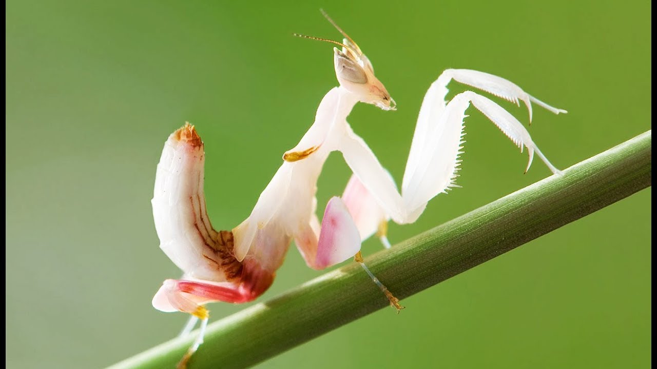 Mante orchidée : la pire des impostures - ZAPPING SAUVAGE