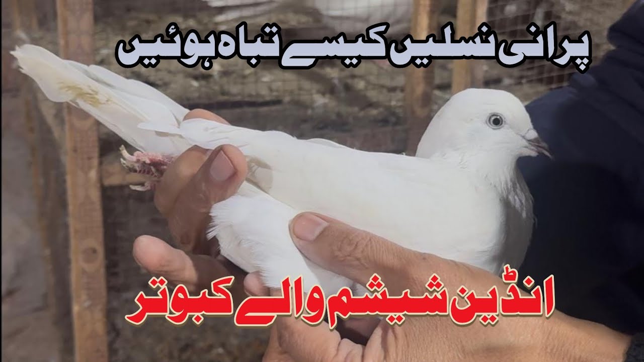 انڈین شیشم والے کبوتر Mohsin Naqvi +923216126212