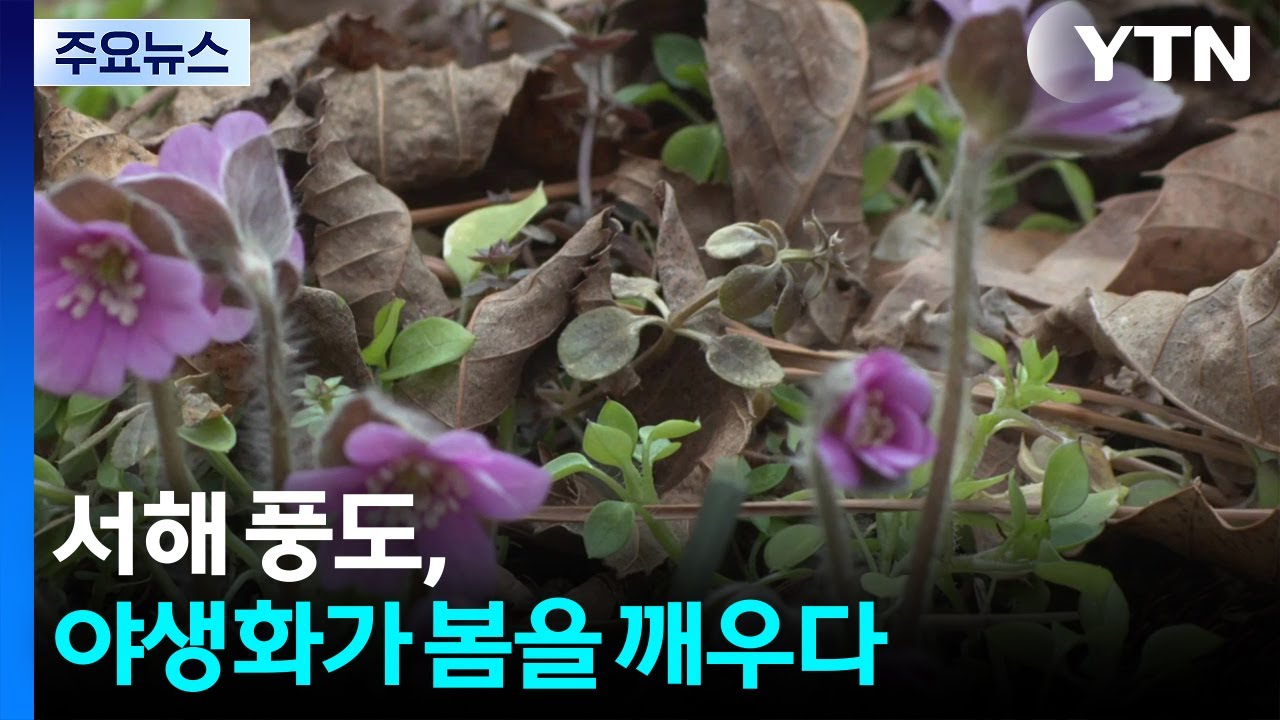 서해 풍도, 야생화가 봄을 깨우다 / YTN