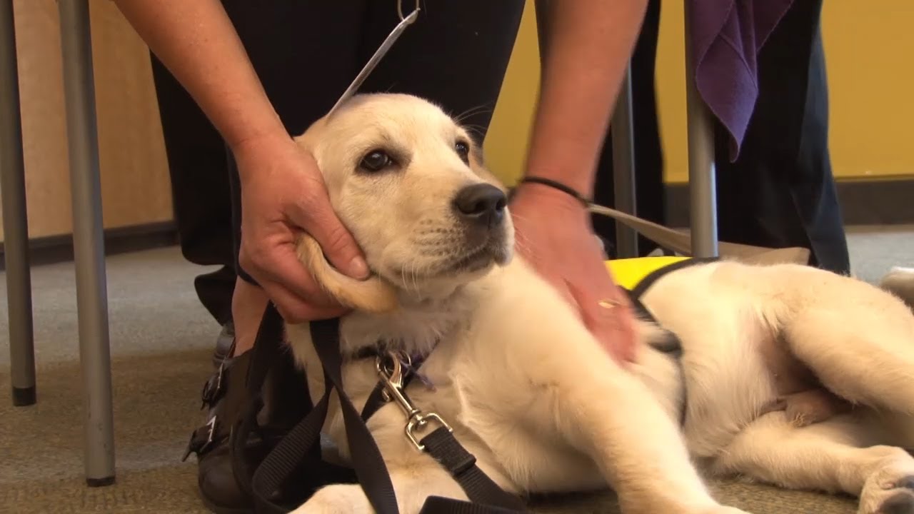 CNIB Guide Dog Training Program