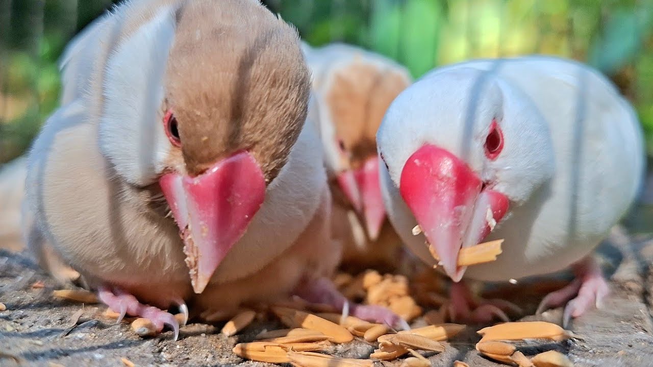 Java sparrows sing sweet song and enjoy eating together with beautiful family. Java sparrows singing