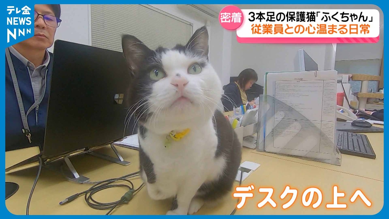【密着】広報部長は保護猫のふくちゃん 「癒しのかたまり」が社内を闊歩 石川県・川北町