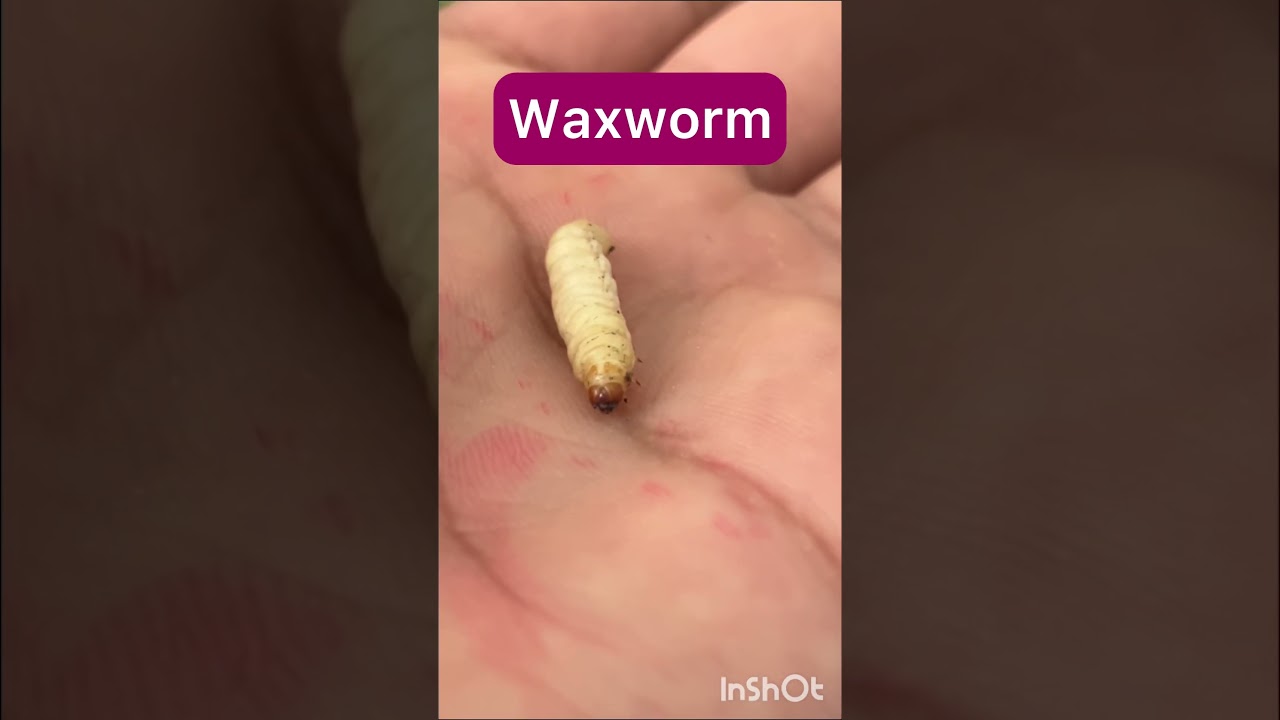 Waxworm #wax #worm #larva #arthropod #larvae #worms #arthropods #nature #wildlife #shorts