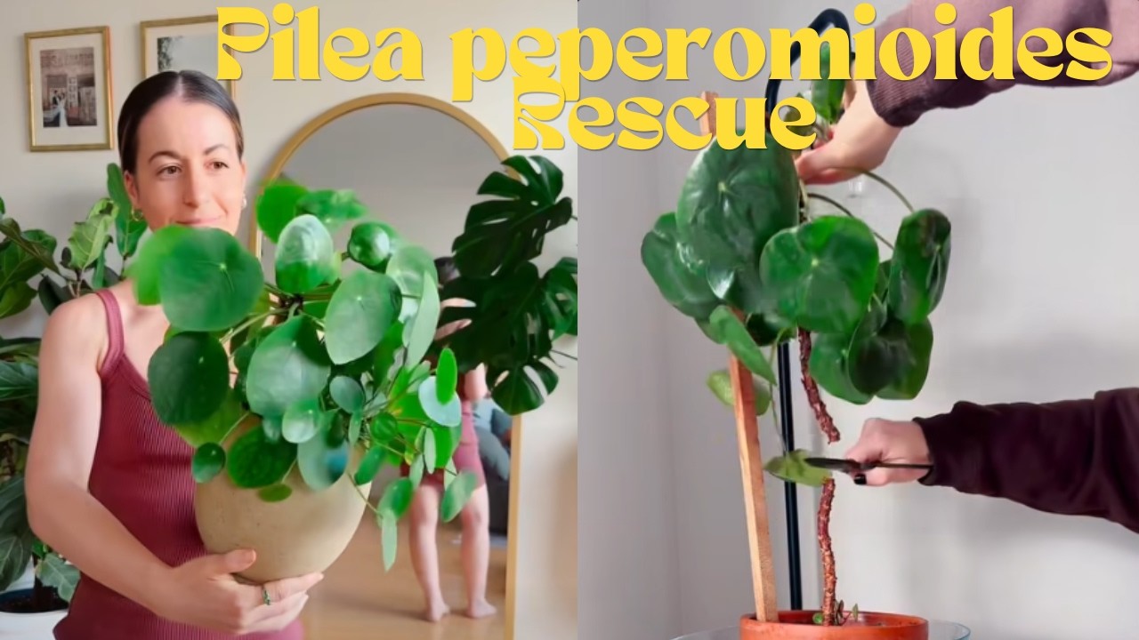 How to save a Pilea Peperomioides plant: treatment propagation & repot! #PlantRescue #SavingPlants