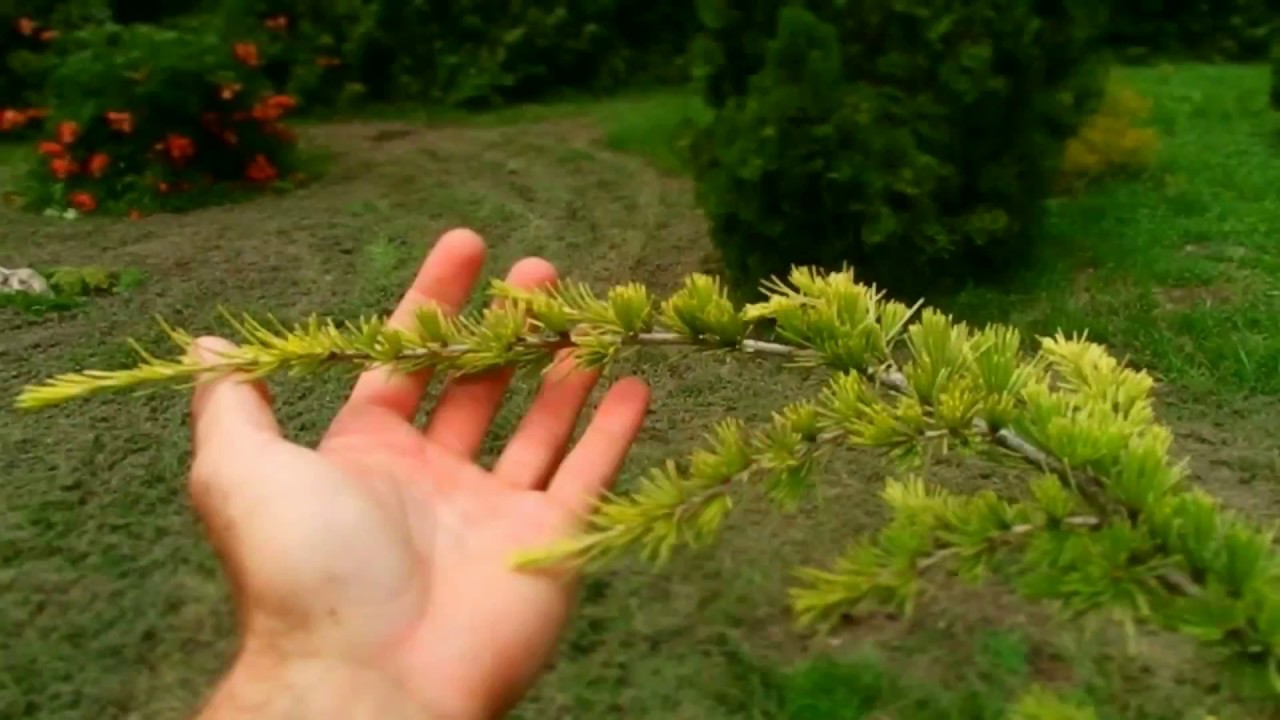 Cedrus deodara Aurea