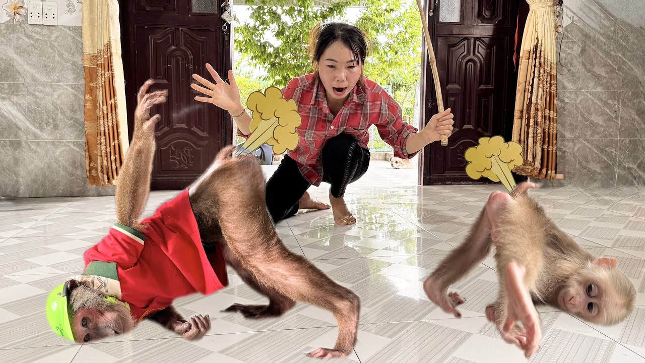 Mom worries when Abu and baby monkey poop and fart!
